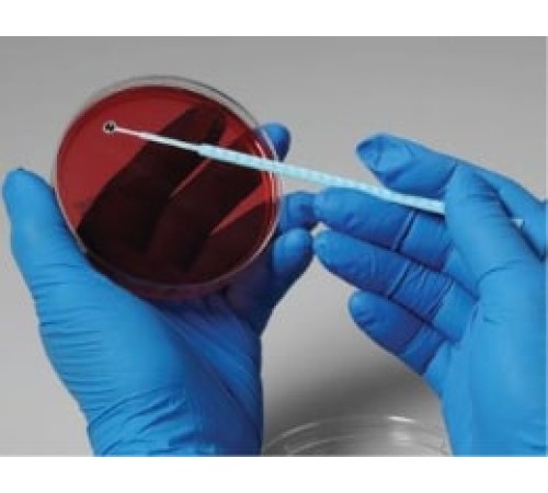 Candida geochares, штамм ATCC 36852, 5 петель, Thermo FS Candida geochares, штамм ATCC 36852, 5 петель, Thermo FS